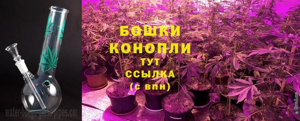 прущие грибы Пересвет